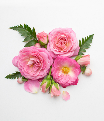 Instagram Flower 1
